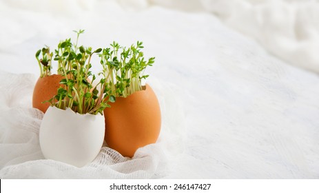 Easter Eggs - Watercress Salad And In Egg Shells 