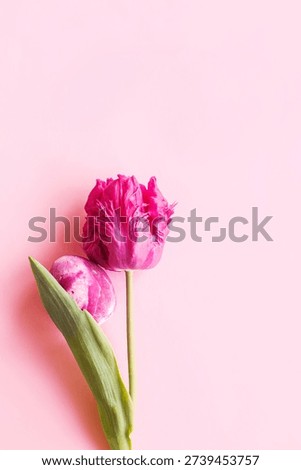 Easter flat lay. Stylish easter egg and pink tulip flat lay on pink background. Easter celebration, season greetings mockup. Spring modern minimal banner