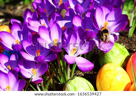 easter greetings with a bumblebee queen