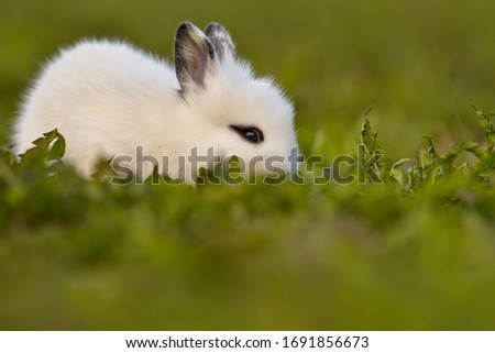 Similar – belier breed Bunny freely in the field