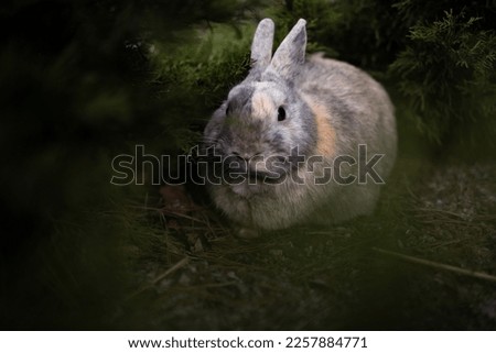 Similar – Rabbit eating flowers