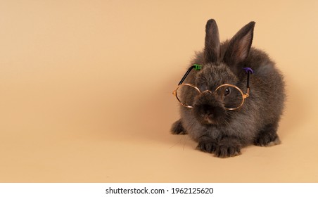 うさぎ メガネ の写真素材 画像 写真 Shutterstock