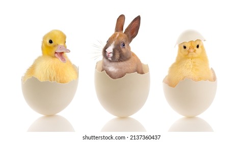 Easter image of a funny little baby chick sitting in a broken egg