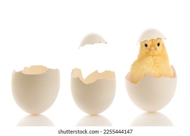 Easter image of two open eggs and a funny little baby chick sitting in a broken egg