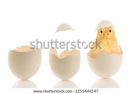 Easter image of two open eggs and a funny little baby chick sitting in a broken egg