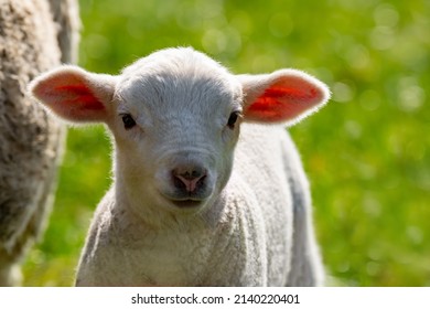 Easter lamb portrait (Ovis gmelini aries). Cute white baby sheep with translucent fluffy ears on a meadow in springtime. New born member of a big flock of sheep in Sauerland Germany on a sunny day. - Shutterstock ID 2140220401