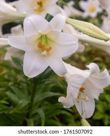 Easter Lilies After The Rain