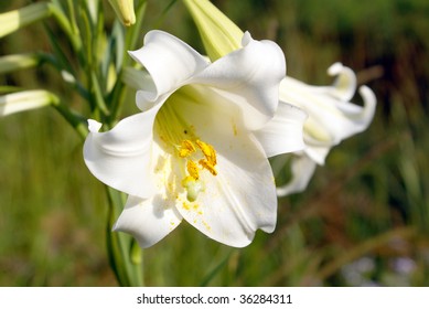 Easter Lily