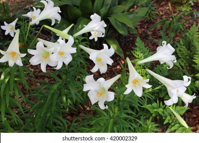 Easter Lily
