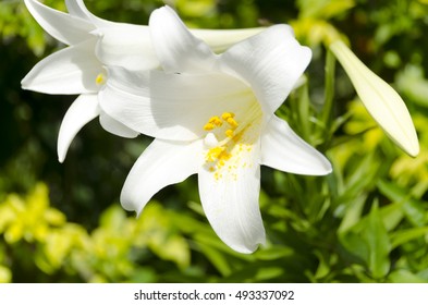 Easter Lily