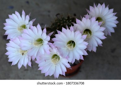 Easter Lily Cactus In Bloom 