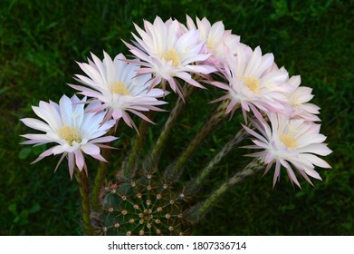 Easter Lily Cactus In Bloom 