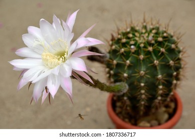 Easter Lily Cactus In Bloom 