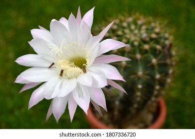 Easter Lily Cactus In Bloom 