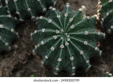 easter lily cactus with flower buds close up. - Powered by Shutterstock