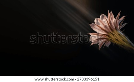 Easter Lily cactus in warm light