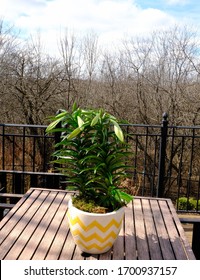 Easter Lily With Closed Buds In White Pot With Yellow Zigzag Pattern On Outdoor Table