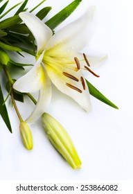 Easter Lily Flower Isolated On White Background