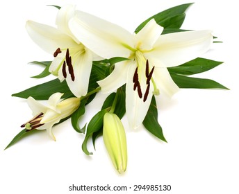 Easter Lily Flowers On White Background