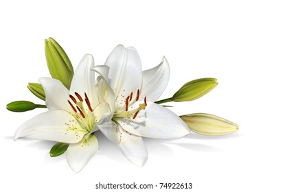 Easter Lily Flowers On White Background