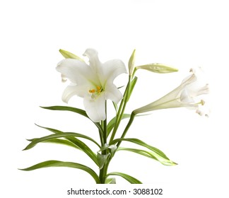 Easter Lily Isolated On White