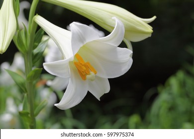 Easter Lily Lilium Longiflorum