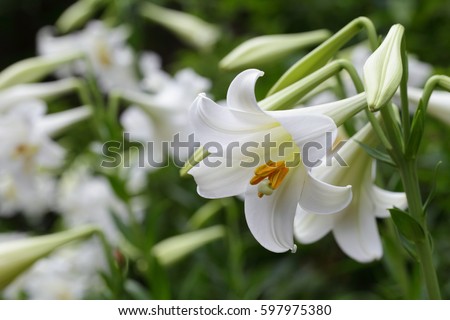 Easter lily Lilium longiflorum