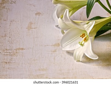 An Easter Lily On A White Grunge Background.