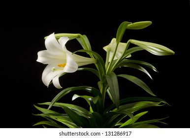 Easter Lily Plant Isolated On A Black Background