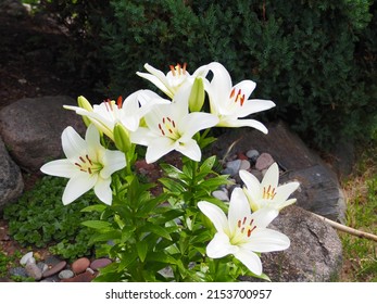 Easter Lily, White Lily Close Up