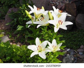 Easter Lily, White Lily Close Up