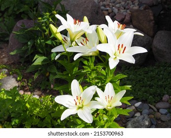 Easter Lily, White Lily Close Up