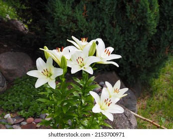 Easter Lily, White Lily Close Up