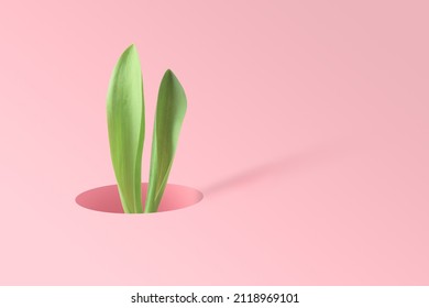 Easter minimalist composition on pink background with empty space. The ears of an Easter bunny stick out of a hole. 