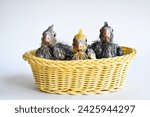 Easter nest basket with chicks baby birds nestlings 