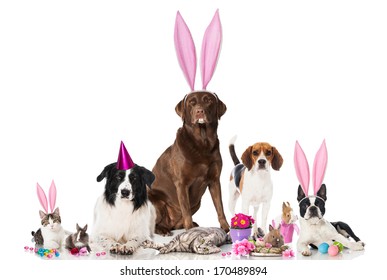 Easter pets