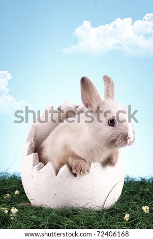 Similar – Easter Bunny comes around (2)