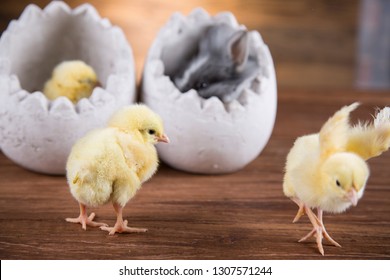 Easter rabbit gray and yellow chickens in an egg shell