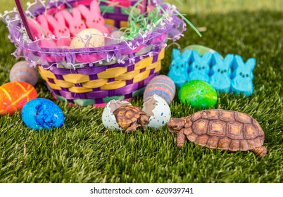 Easter Scene With Mother And Baby Desert Tortoise