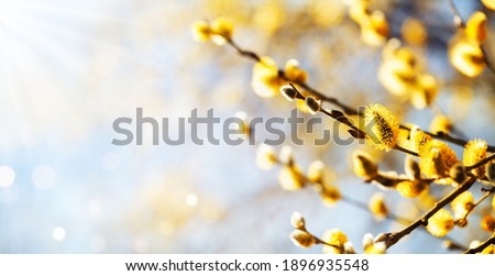 Easter or Spring background with flowering willow branches against blue sky in sunlight.