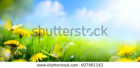 Easter spring flower background; fresh flower and yellow butterfly on green grass background
