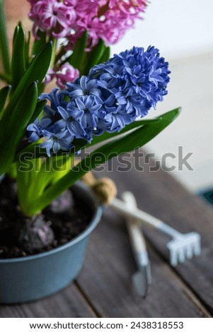 Easter spring home decor composition. Basket with blooming beautiful springtime bulbous pink and purple hyacinth flowers. Cozy countryside kitchen interior with brick wall, morning light