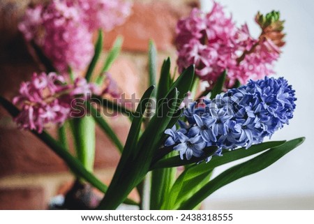 Easter spring home decor composition. Basket with blooming beautiful springtime bulbous pink and purple hyacinth flowers. Cozy countryside kitchen interior with brick wall, morning light