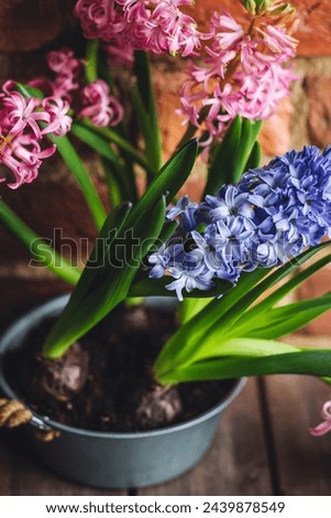 Easter spring home decor composition. Basket with blooming beautiful springtime bulbous pink and purple hyacinth flowers. Cozy countryside kitchen interior with brick wall, morning light. 