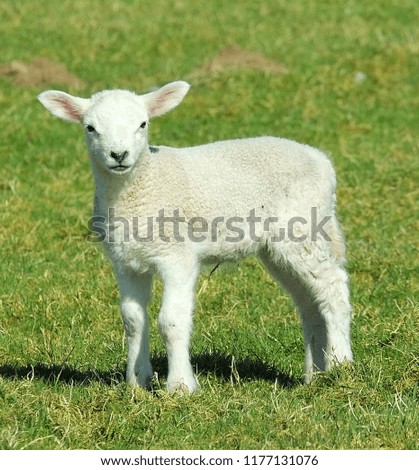 Similar – Image, Stock Photo Beautiful lamb Summer