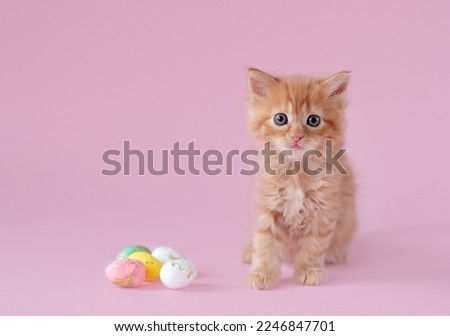 Easter theme. ginger kitten sitting with small easter eggs on pink background
