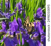 Easter Tiger Swallowtail Butterfly among Irises 