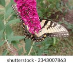 Easter Tiger Swallowtail Butterfly Drinking Nectar from a Fuchsia Pink Colored Butterfly Bush with blurred green, brown, and purple background