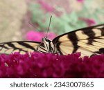 Easter Tiger Swallowtail Butterfly Drinking Nectar from a Fuchsia Pink Colored Butterfly Bush