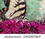 Easter Tiger Swallowtail Butterfly Drinking Nectar from a Fuchsia Pink Colored Butterfly Bush with blurred green, brown, and purple background